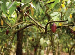 Pods growing on a cacao tree (pronounced ka-KOW). Individual trees produce serveral thousand pods per year. 